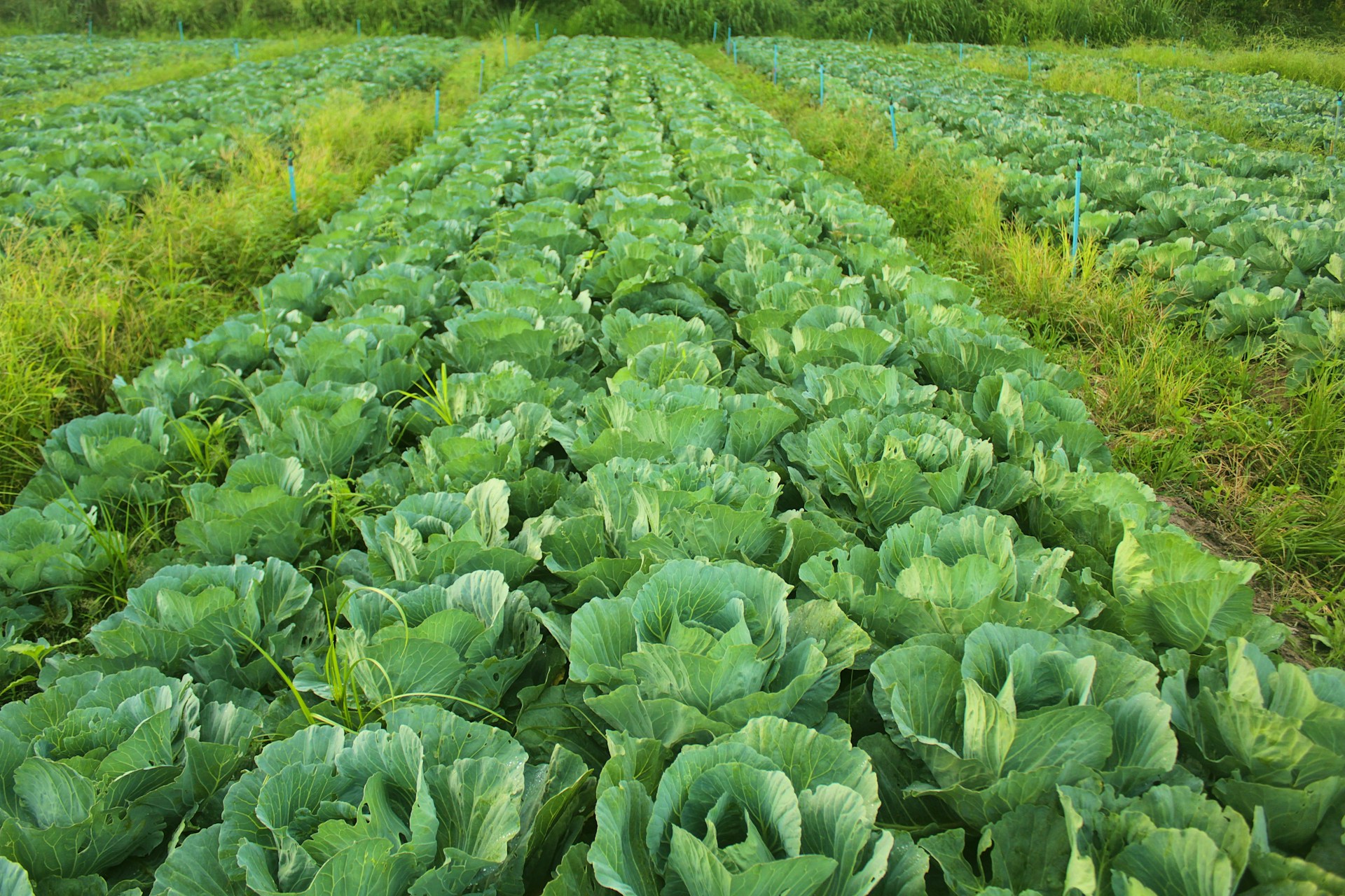 Rows of leafy vegetables in a field